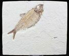 Knightia + Mioplosus Fossil Fish - Wyoming #27407-1